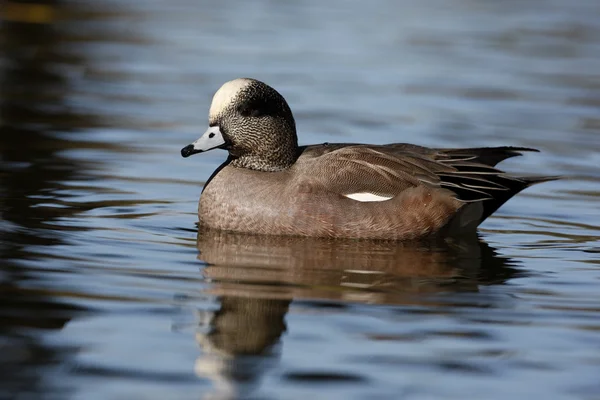 Amerikanischer wigeon, anas americana — Stockfoto