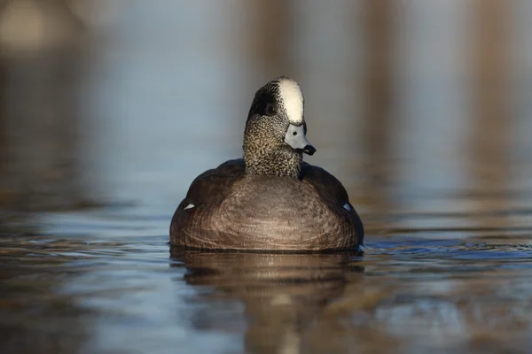 Amerikanischer wigeon, anas americana — Stockfoto