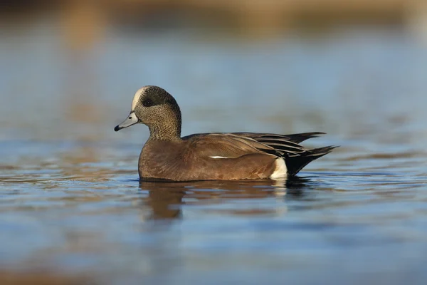 Amerikan wigeon, anas americana — Stok fotoğraf