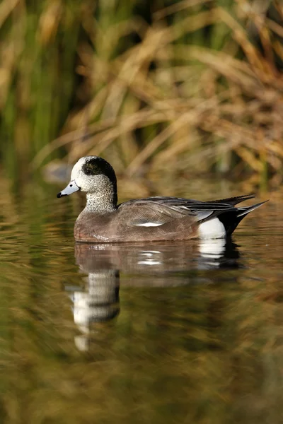 美国 wigeon，艾乃斯亚美利加 — 图库照片