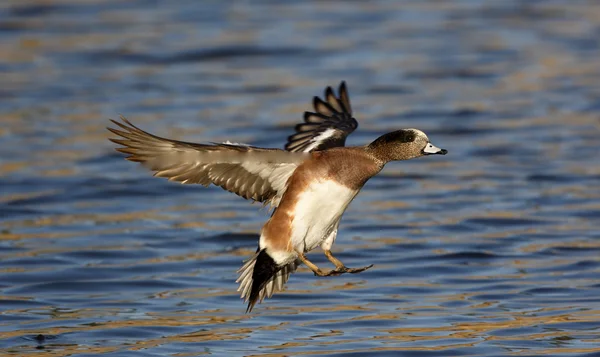 Wigeon americano, Anas americana — Fotografia de Stock