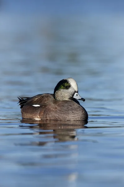 美国 wigeon，艾乃斯亚美利加 — 图库照片