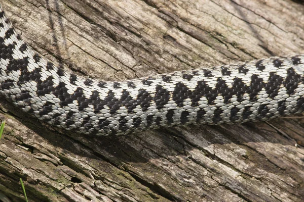 Adder, Vipera berus — Stockfoto