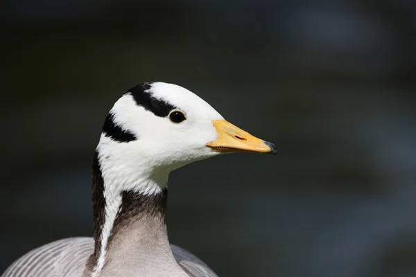 Oie à tête barrée, Anser indicus — Photo