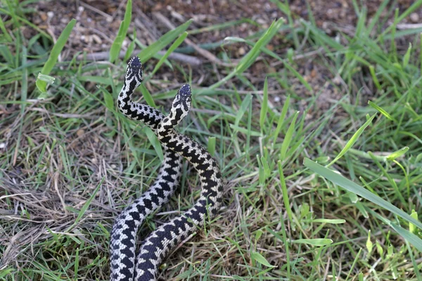 Vipera, vipera berus — Foto Stock