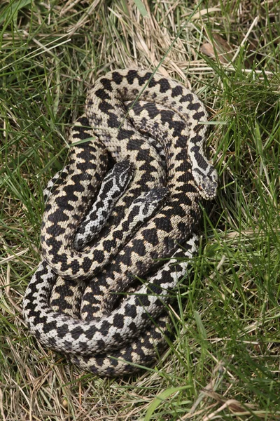 Adicionador, Vipera berus — Fotografia de Stock