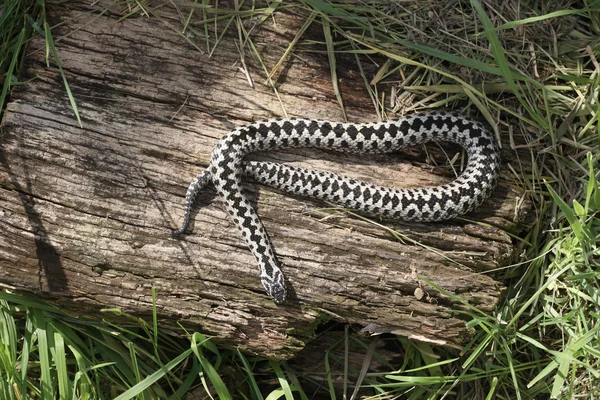 Adder, Vipera berus — Stock Photo, Image