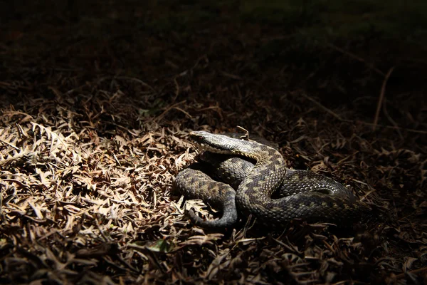 Adder, Vipera berus — Stock Photo, Image