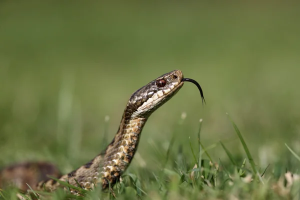 Adder, Vipera berus — Stock Photo, Image