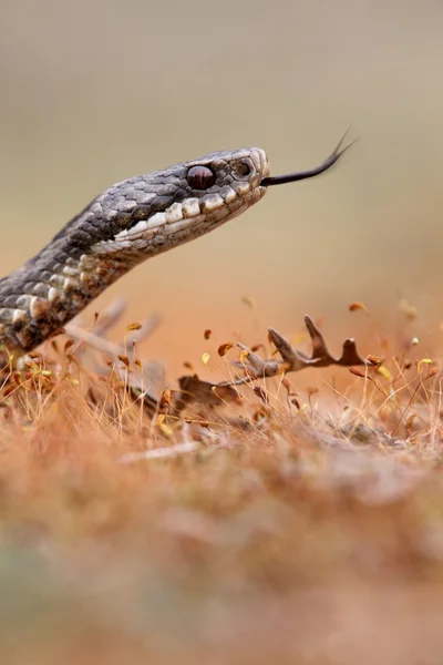 Natter, Vipera berus — Stockfoto