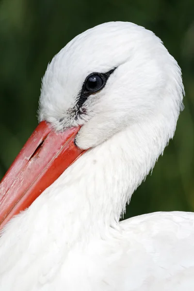 Vit stork, ciconia ciconia — Stockfoto