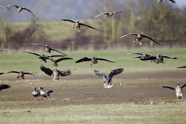 White-fronted goose, Anser albifrons, — Stock Photo, Image
