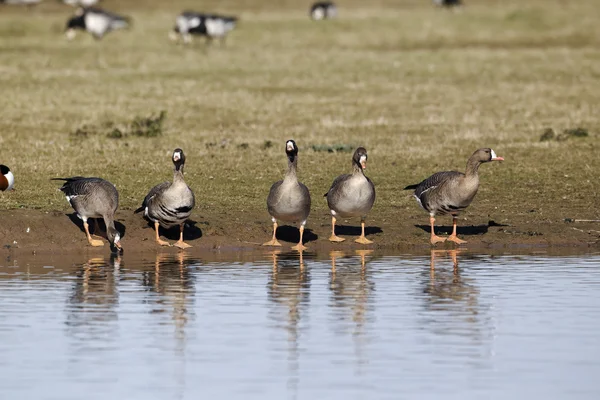 White-fronted goose, Anser albifrons, — Stock Photo, Image