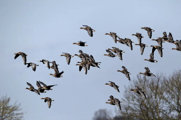 White-fronted goose, Anser albifrons, — Stock Photo, Image