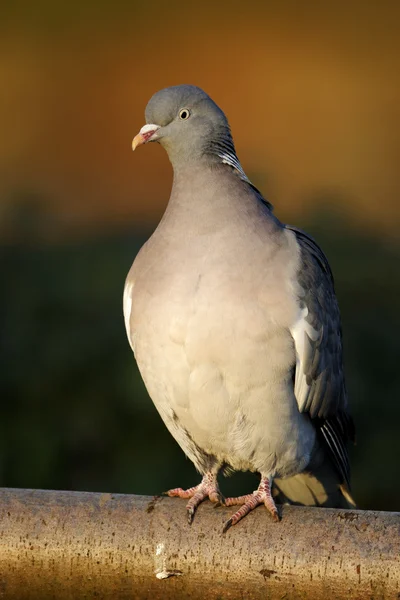 Wood pigeon, Columba palumbus — Stock Photo, Image