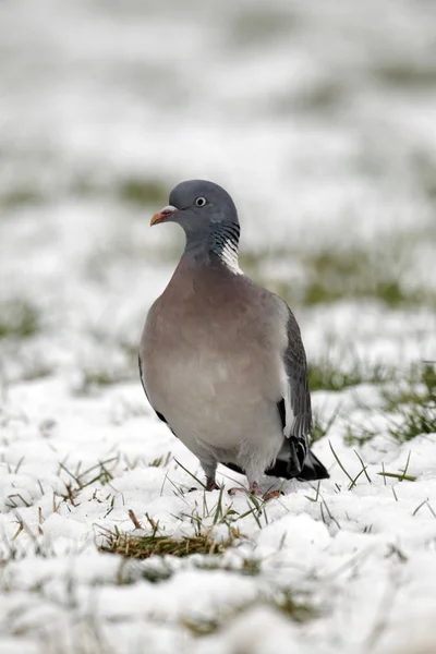 Wood pigeon, Columba palumbus — Stock Photo, Image