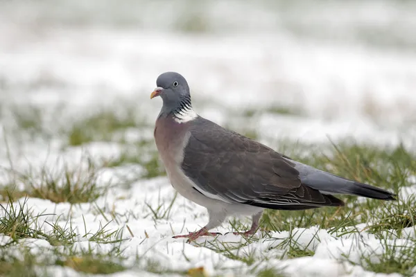 Wood pigeon, Columba palumbus — Stock Photo, Image