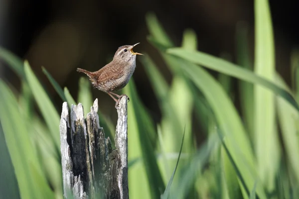 Wren, trogloditas trogloditas —  Fotos de Stock