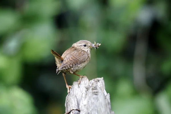 鹪鹩，troglodytes troglodytes — 图库照片