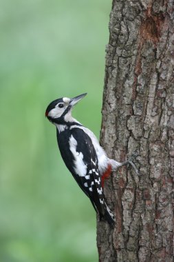 büyük bir ağaçkakan, dendrocopos major