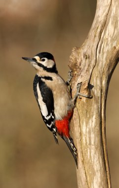 büyük bir ağaçkakan, dendrocopos major