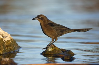 büyük kuyruklu grackle, quiscalus mexicanus
