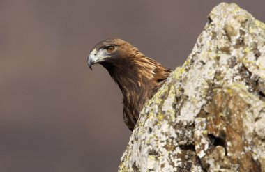 Altın Kartal, aquila chrysaetos