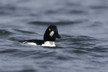 GoldenEye'yı, bucephala clangula