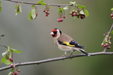 Saka kuşu, carduelis carduelis