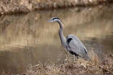 büyük mavi balıkçıl, ardea herodias