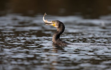 Büyük Karabatak, Phalacrocorax karbonhidrat