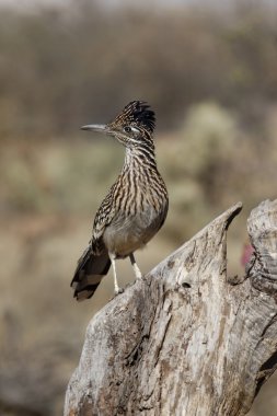 büyük roadrunner, geococcyx californianus