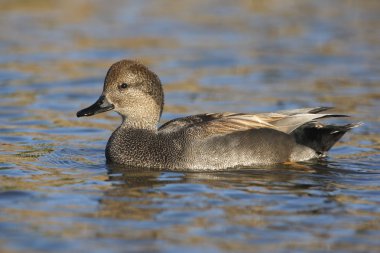 kalabalık, enes strepera, erkek