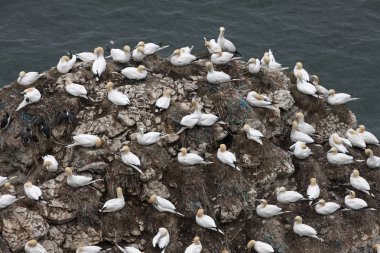 Gannet, Sula bassana