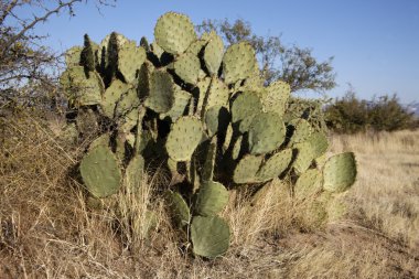 engelmanns kaktüs ya da inciri, opuntia engelmannies