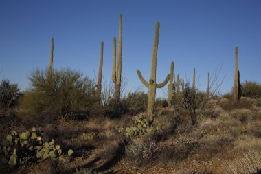kaktüs bitkileri çölünde, arizona