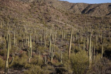kaktüs bitkileri çölünde, arizona