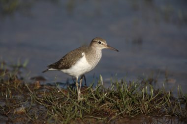 ortak sandpiper, tringa hypoleucos,