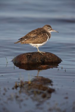 ortak sandpiper, tringa hypoleucos,