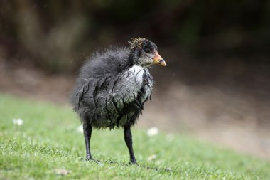 Coot, Fulica atra