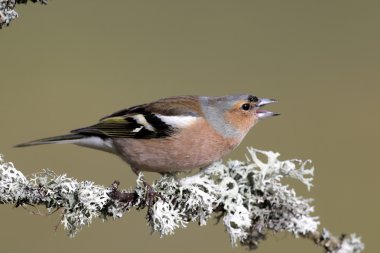 ispinoz, ispinoz coelebs