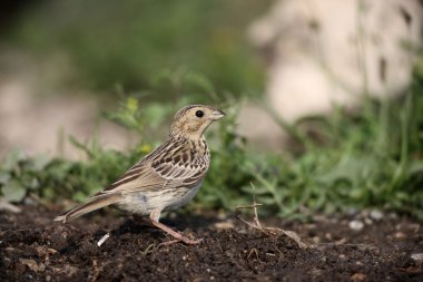 tarla kiraz kuşu, emberiza calandra