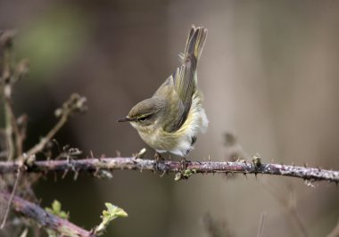 çıvgın, phylloscopus collybita