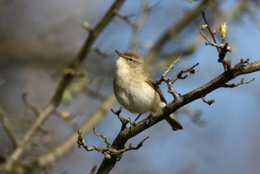 çıvgın, phylloscopus collybita