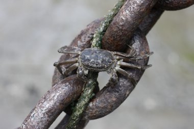 Chinese mitten crab, Eriocheir sinensis clipart