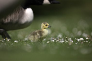 Kanada kazı, Branta kanadensis