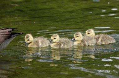 Kanada kazı, Branta kanadensis