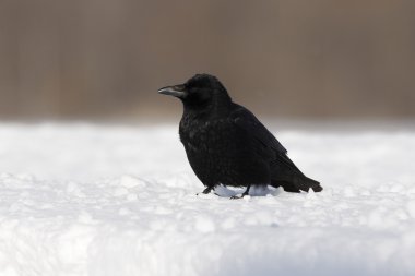 leş kargası, corvus corone
