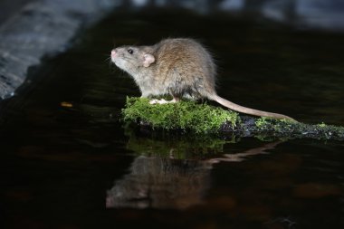 Brown rat rattus norvegicus