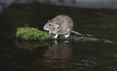 Brown rat rattus norvegicus